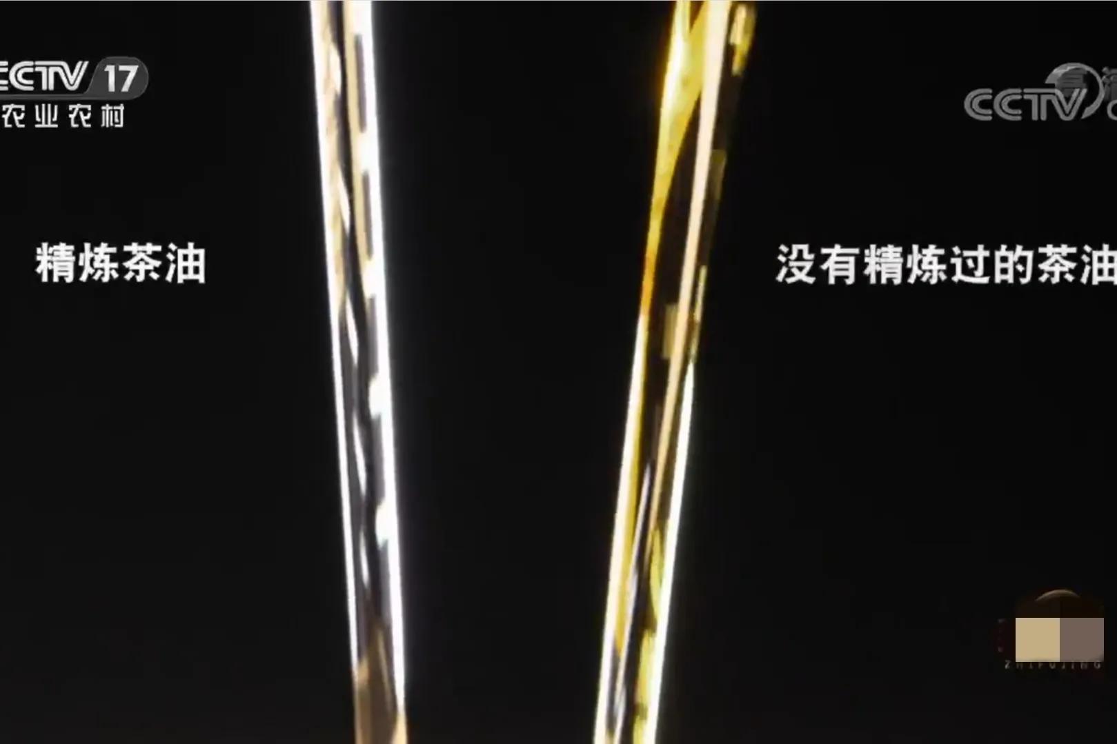 湖南种油茶致富,湖南90后小伙回乡种油茶