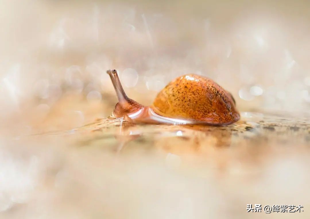 微距镜头之下的苍蝇,苍蝇微距拍摄