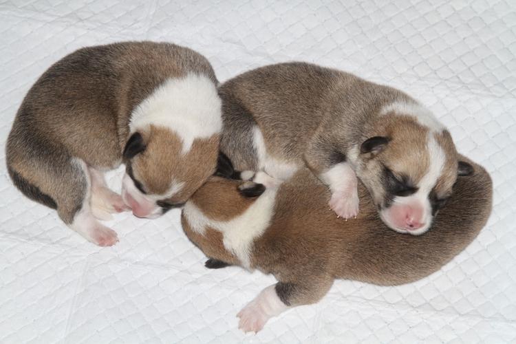 比熊幼犬总是咬鞋裤腿怎么办,幼犬总是咬自己的后腿