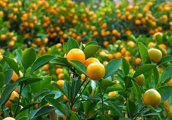 控旺药打多了有害吗,控旺药人吃了有危害吗