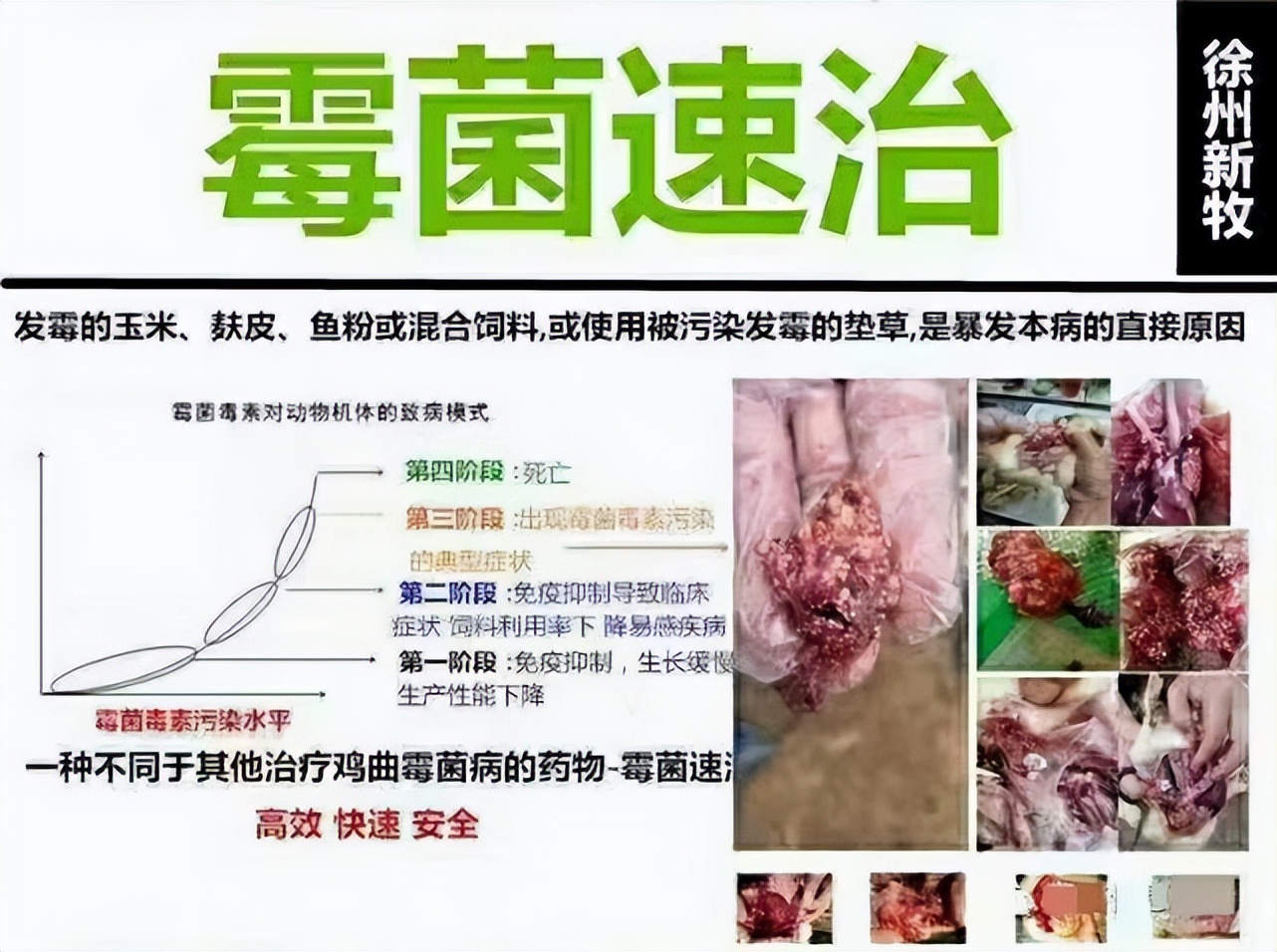 肉鸭霉菌中毒怎么治,霉菌对肉鸭有哪些影响