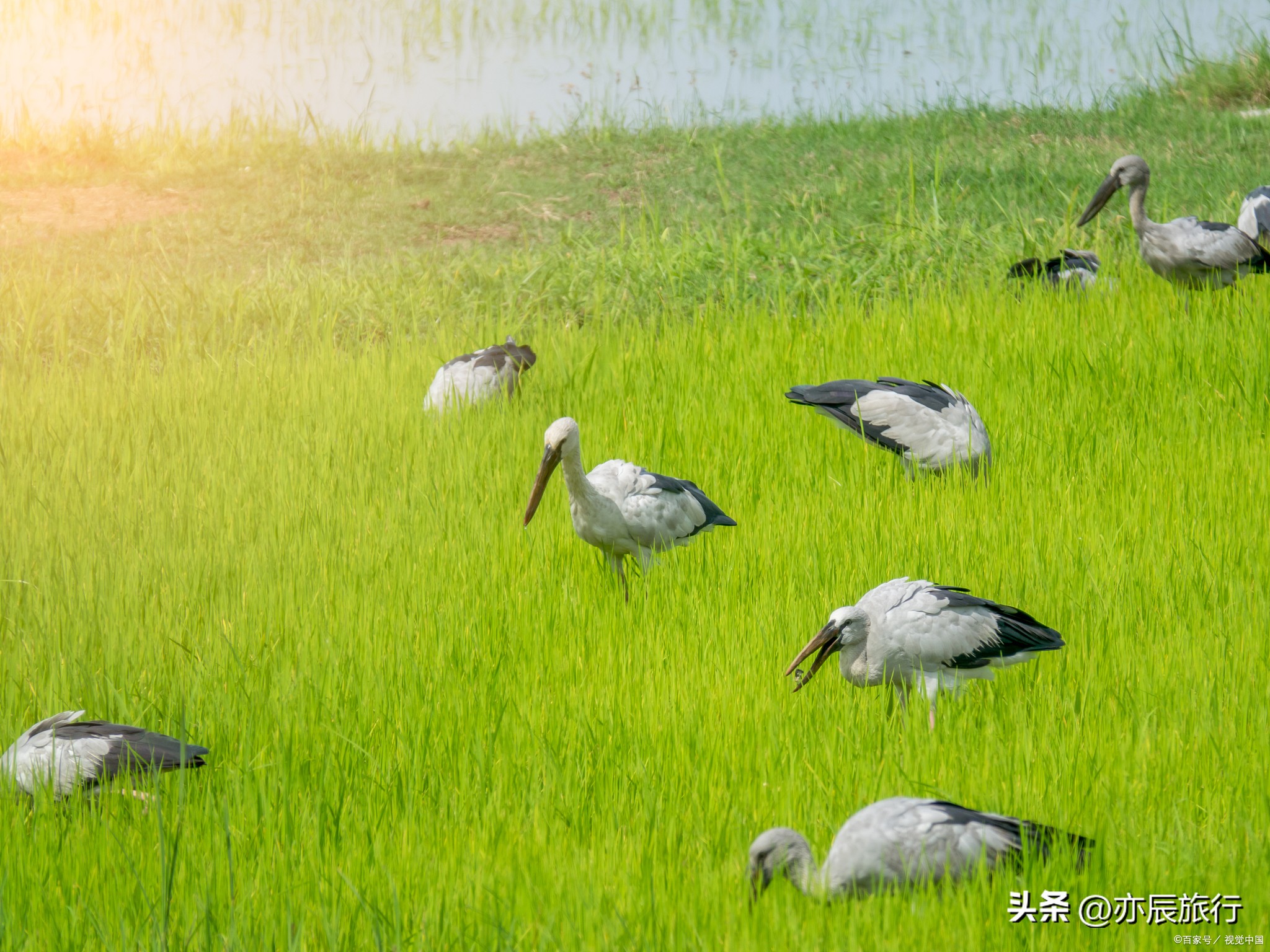 盐城市区内有哪些旅游景点,最新盐城附近的旅游景点推荐