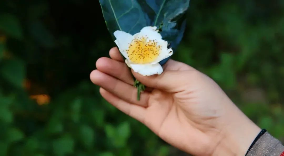 浮生茶语人生如茶茶味在心,浮生茶语珍惜时光不负韶华