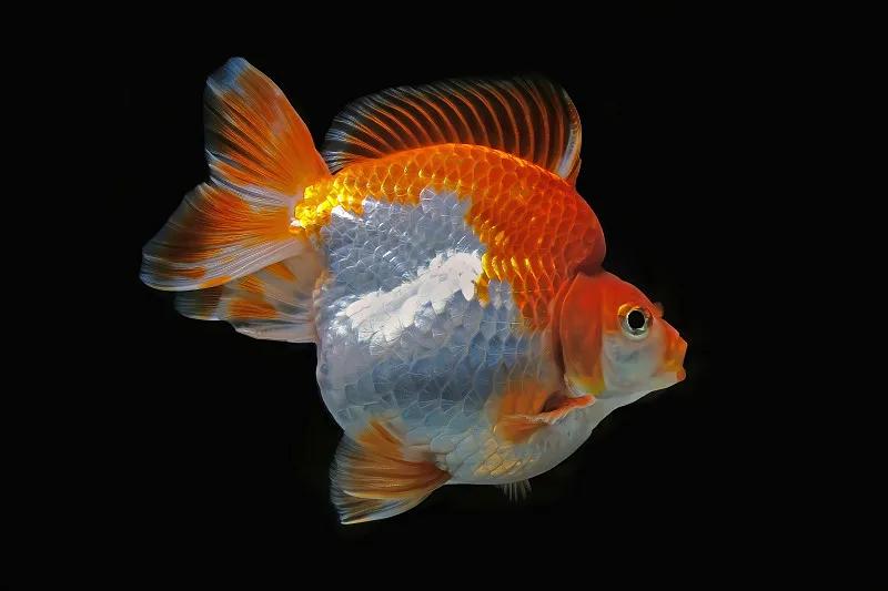 最好养的观赏鱼冷水鱼有哪些中型,冷水鱼有哪些观赏鱼比较好看