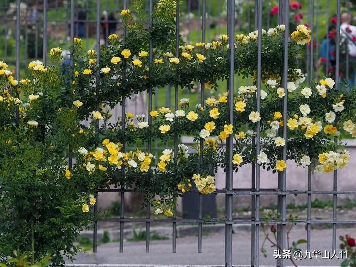 通过adr认证的月季品种,奥古斯塔路易斯月季是adr认证吗