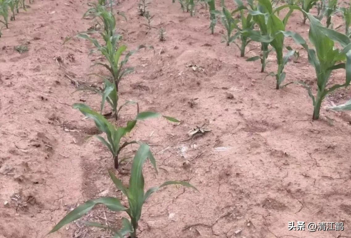 玉米除草剂药害最佳补救方法,玉米24d丁酯除草药害图片