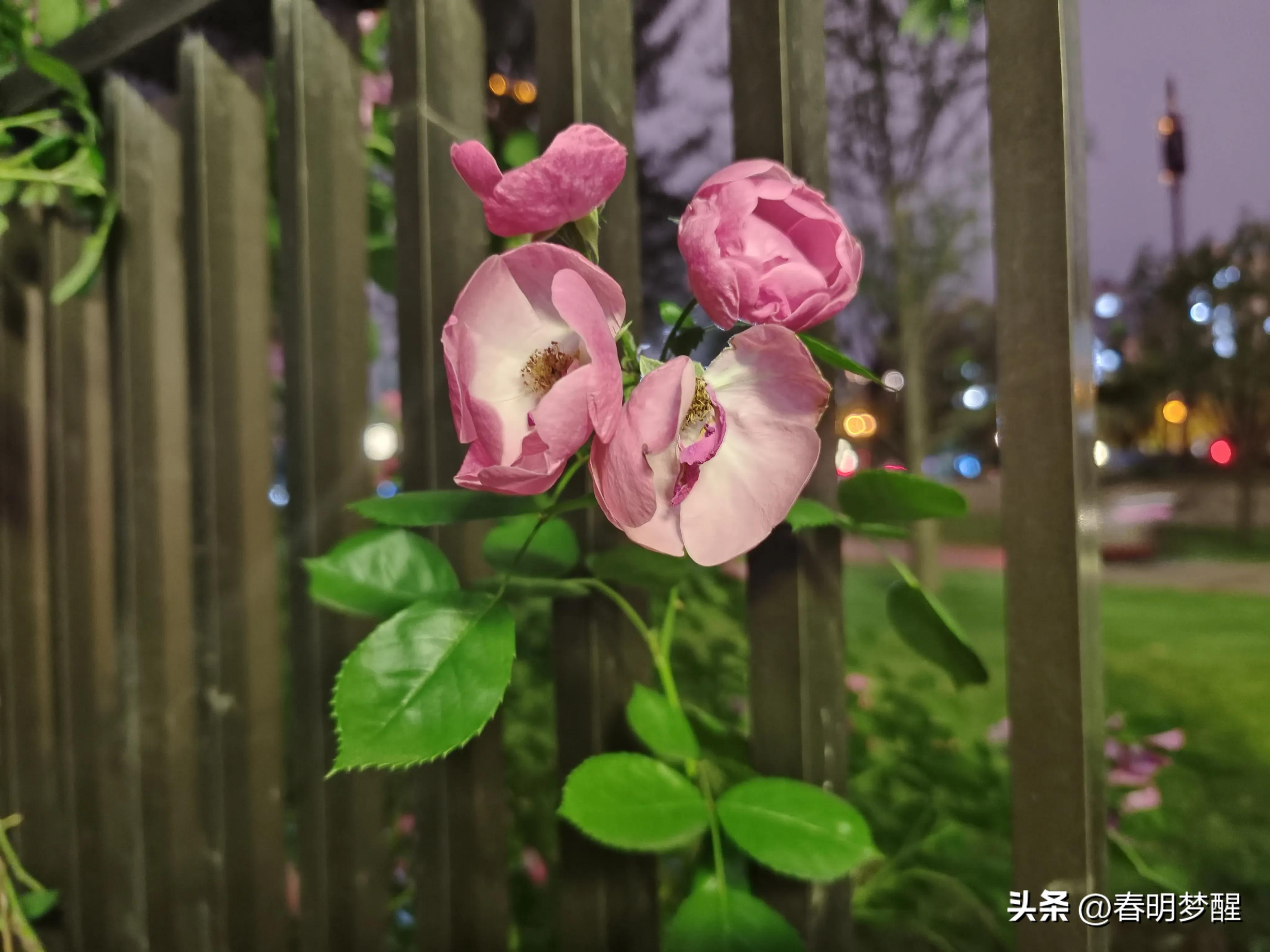 蔷薇花抒情散文,蔷薇花开抒情歌曲