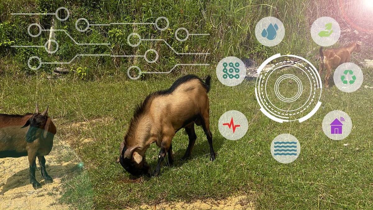 畜牧经营管理如何打造国际竞争力,如何提升畜牧产业竞争力