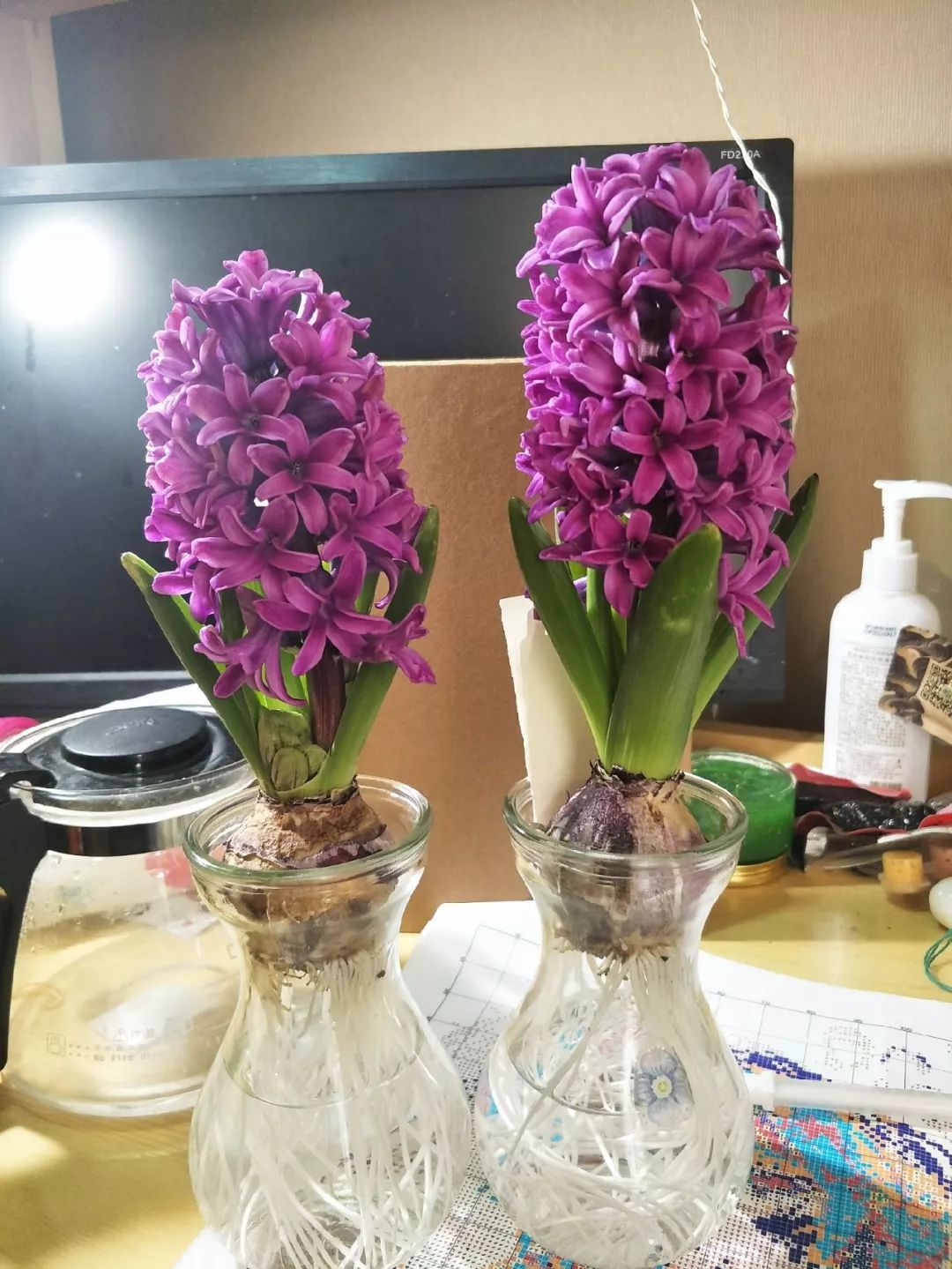 过年养什么盆栽花好看又好养,过年家里养什么水培植物好