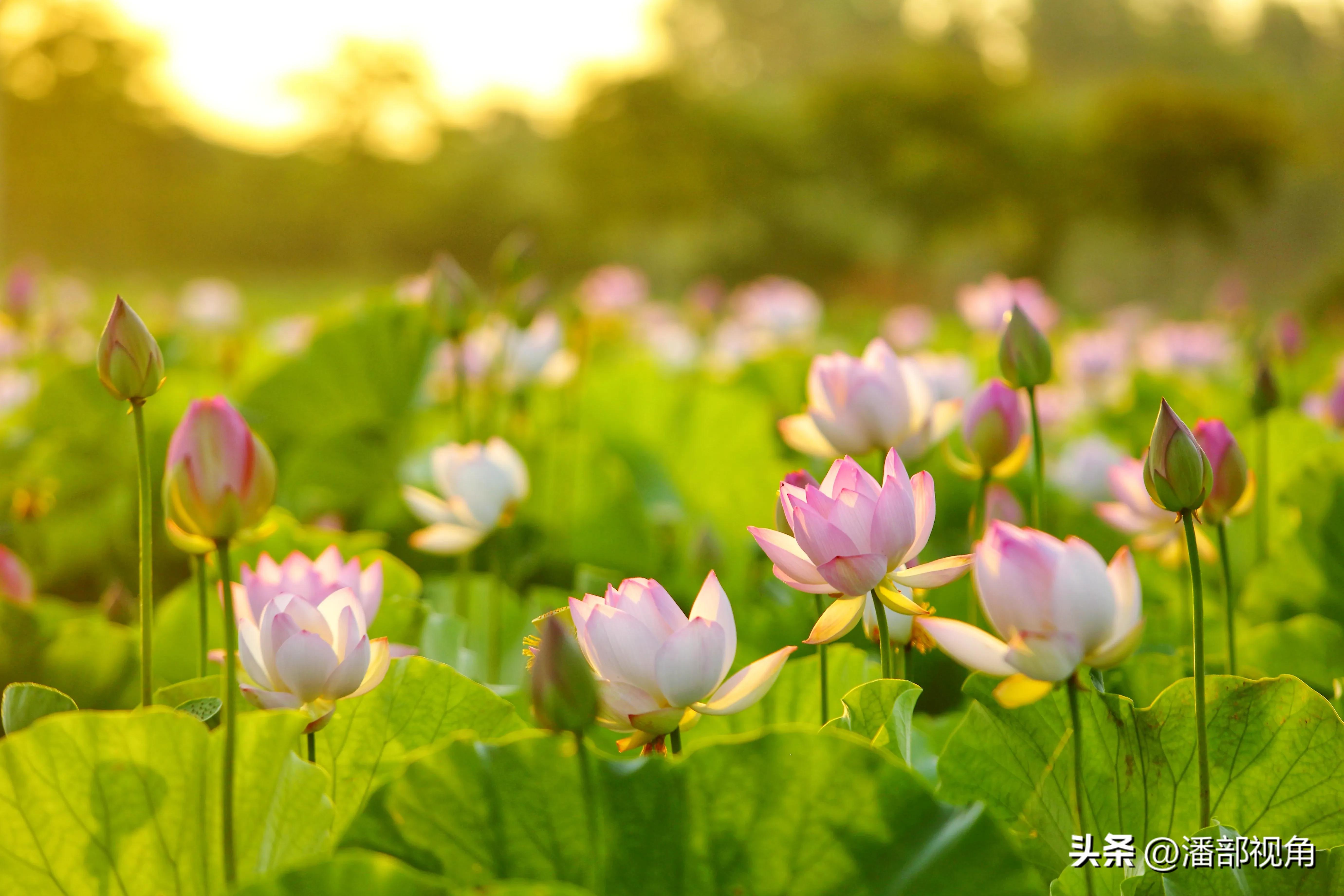 无锡七月底哪里的荷花开了,无锡太湖荷花开了吗