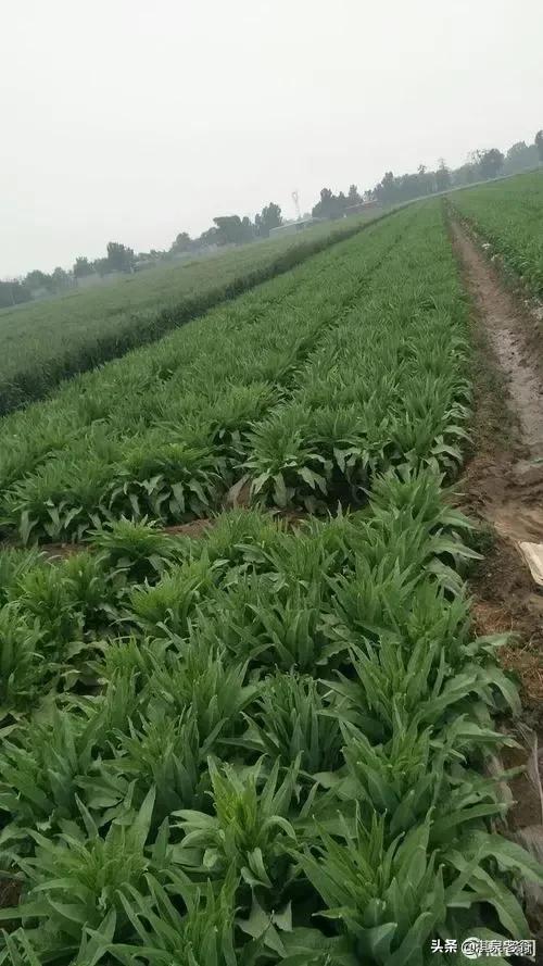 莴苣裂茎的原因,莴苣裂口用哪些药防治