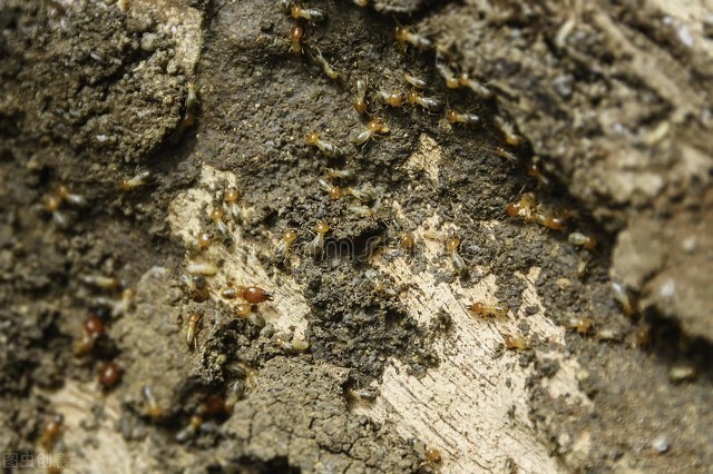 白蚁防治证书取得条件,白蚁防治资质证书怎么报名