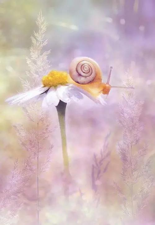 蜗牛高清壁纸4k全屏,蜗牛唯美动画壁纸