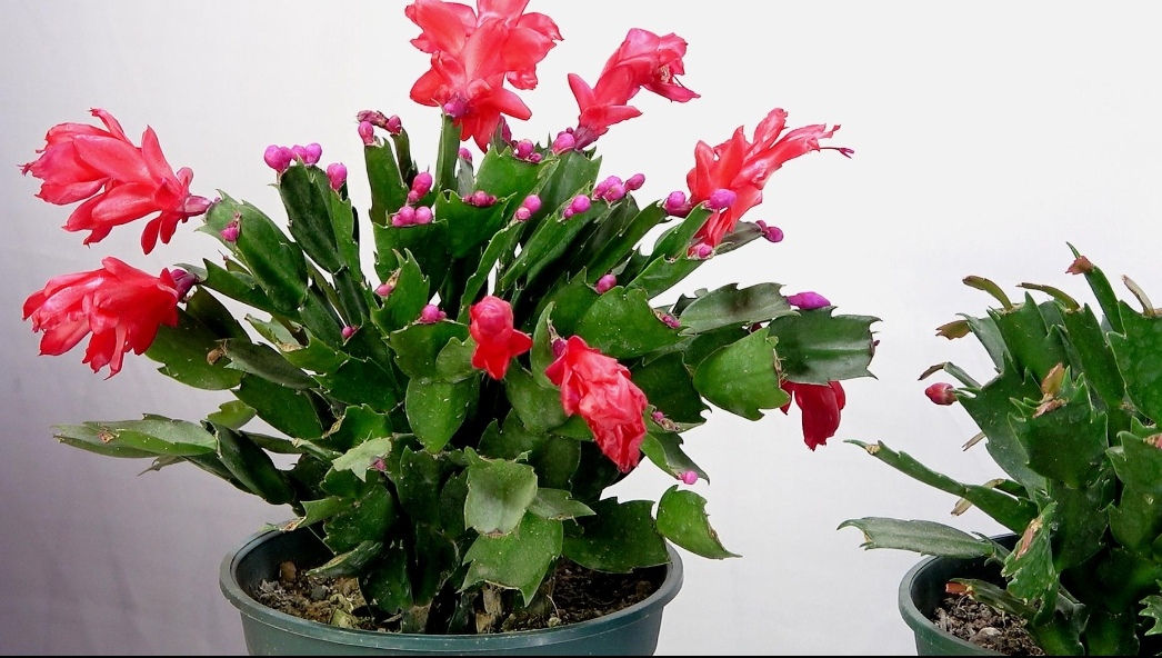 适合室内养的花卉净化空气图片,在家养什么花开花香又好看