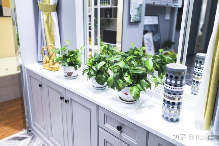 室内绿植养护报价方案,室内绿植摆放有讲究涨知识