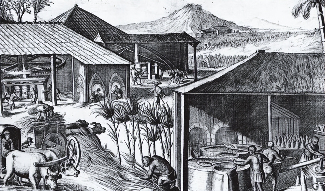 苏里南殖民地,苏里南反向殖民