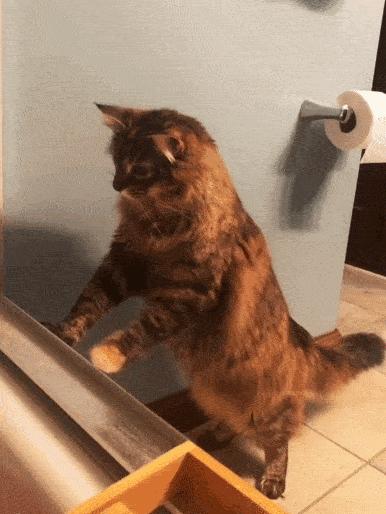 猫做核酸了么,猫核酸检测有必要做吗