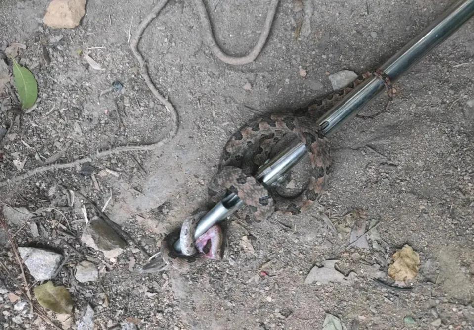 下手真狠，蛇头都给打歪了。