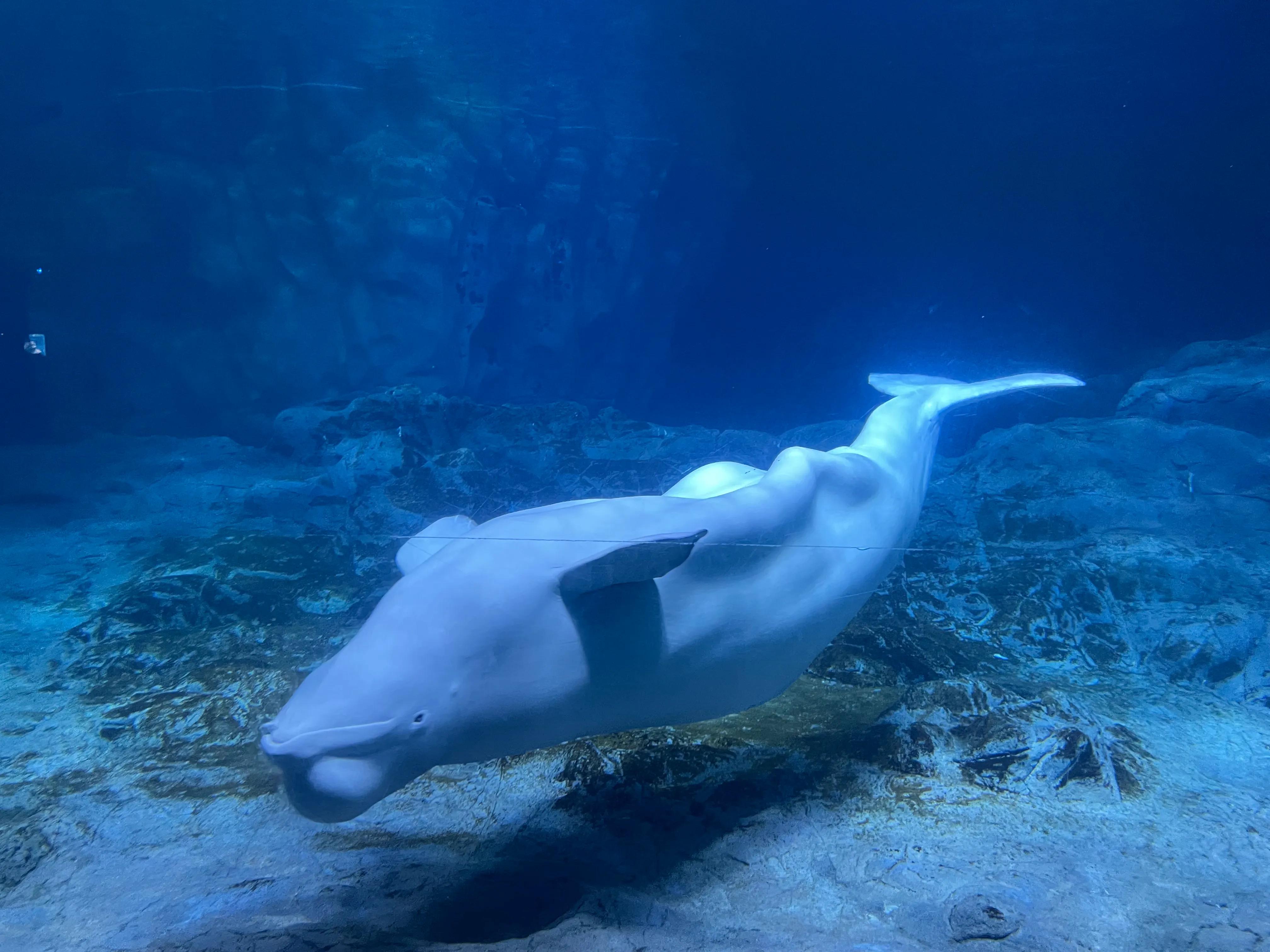 长隆野生动物园和珠海长隆海洋馆,珠海长隆海洋王国跟长隆动物园