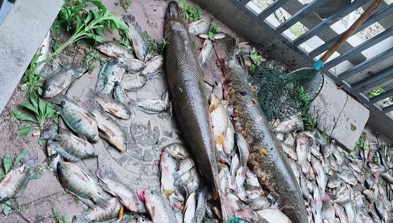 怪鱼带来的灾难,怪鱼物种入侵