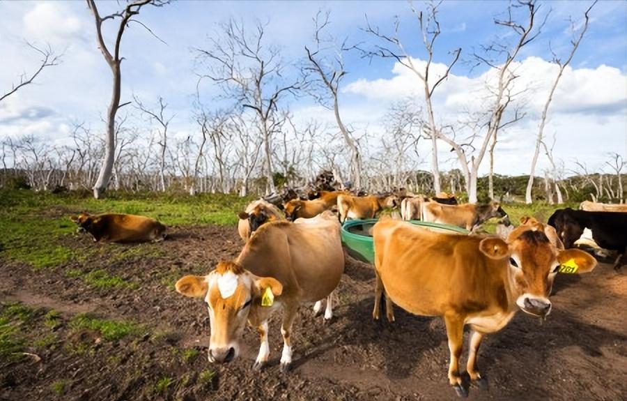 技术分享|规模化母牛养殖场繁殖成活率提升的技术措施研究