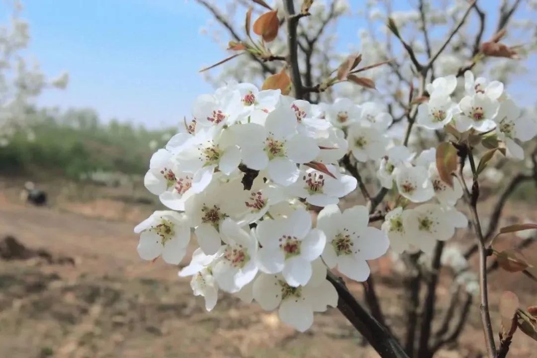 松原查干湖旅游三日,松原查干湖五一旅游团