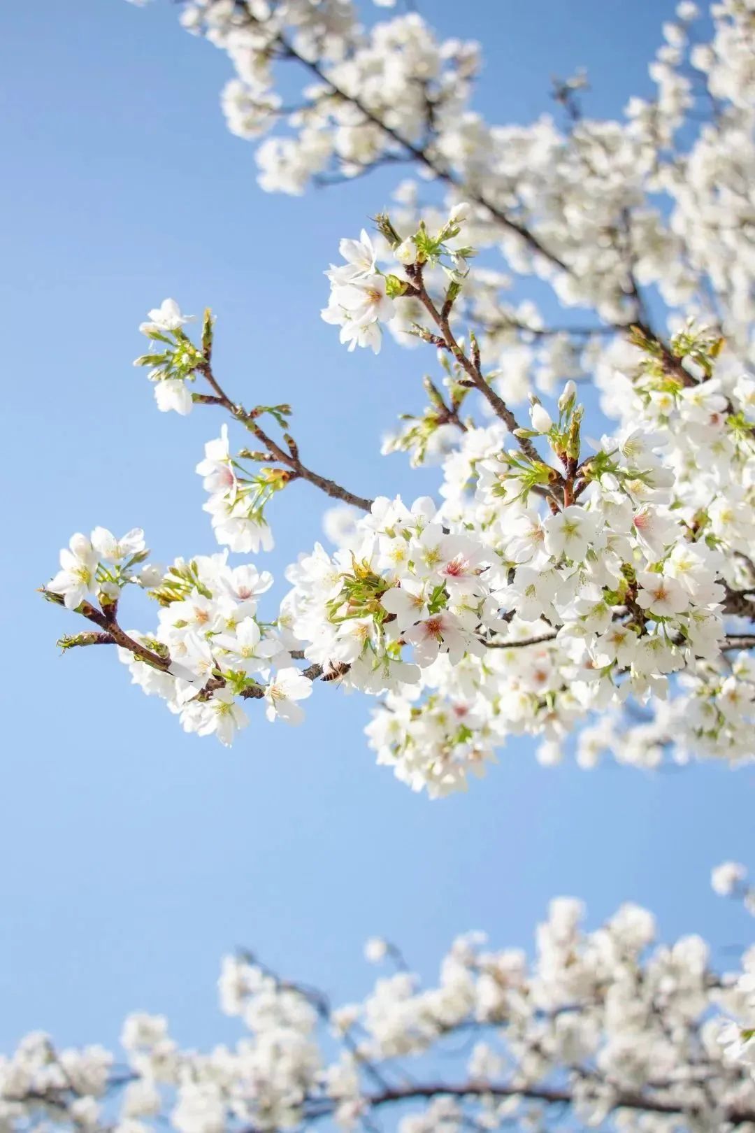 雨樱也浪漫！浙工大美美美！