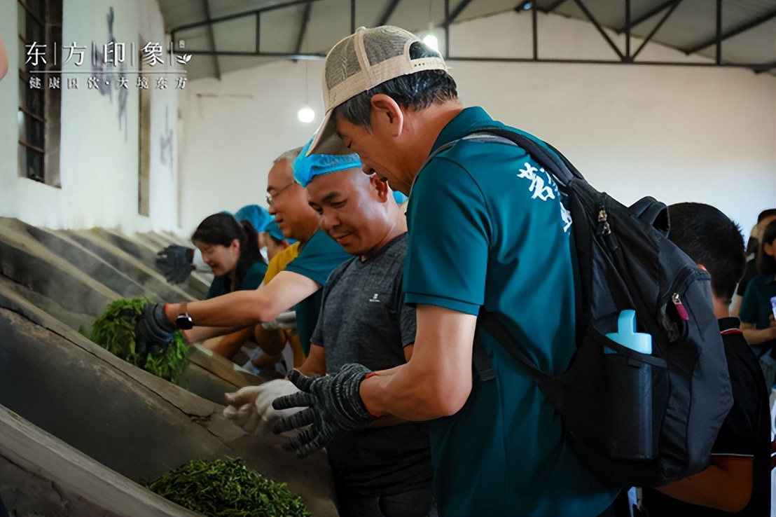 茶山体验之旅,茶山体验活动