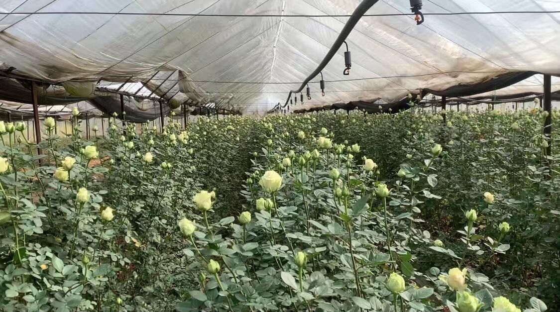 三八特刊|晋宁花农周玉莲:带领姐妹们一起做浪漫制造者