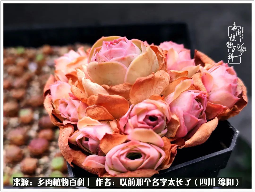 夏天山地玫瑰,小清新山地玫瑰