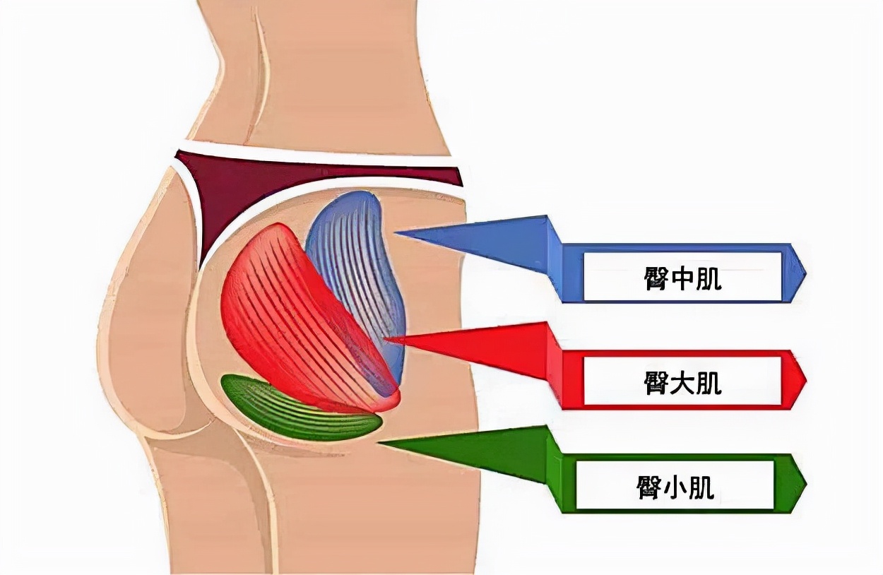 古猿进化成人类的标志,人类的屁股为什么那么大