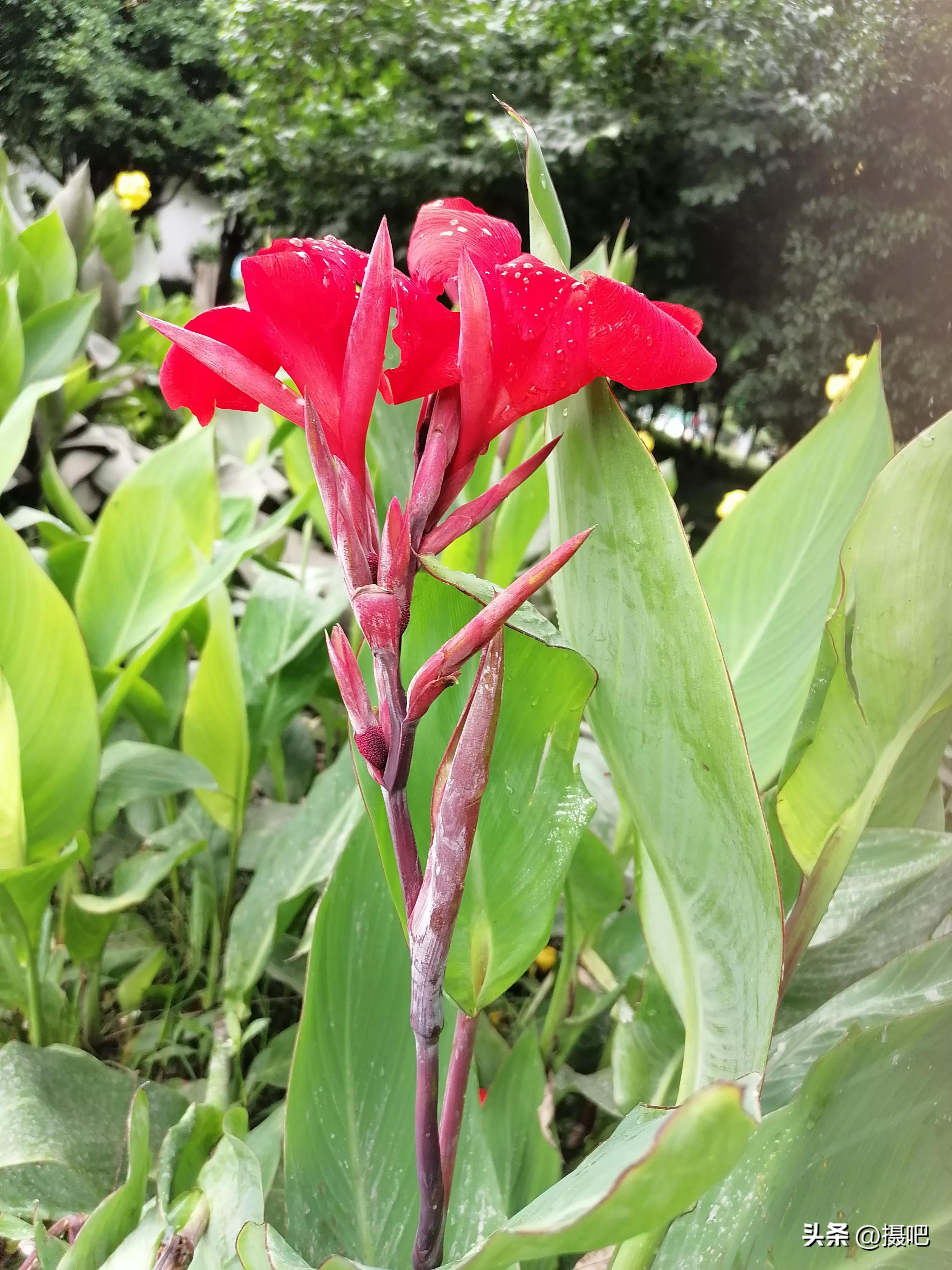 特大新鲜粽叶,大粽叶长在什么地方