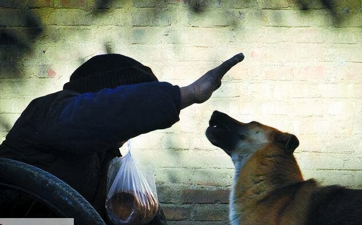 主人打狗严重会怎样,主人经常打狗狗会记仇吗