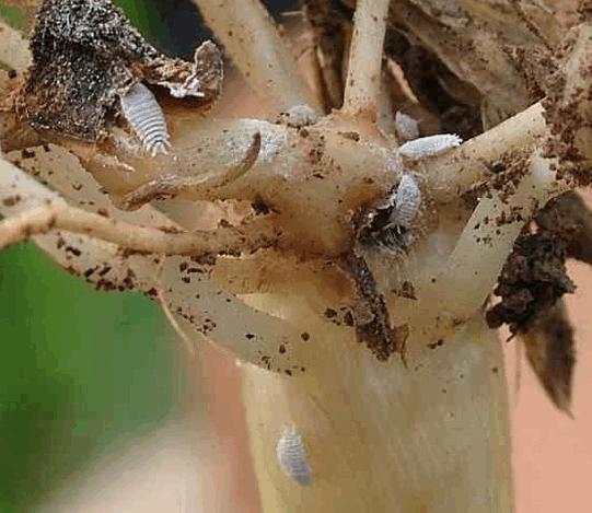 昆虫和害虫种类,昆虫和害虫的分类