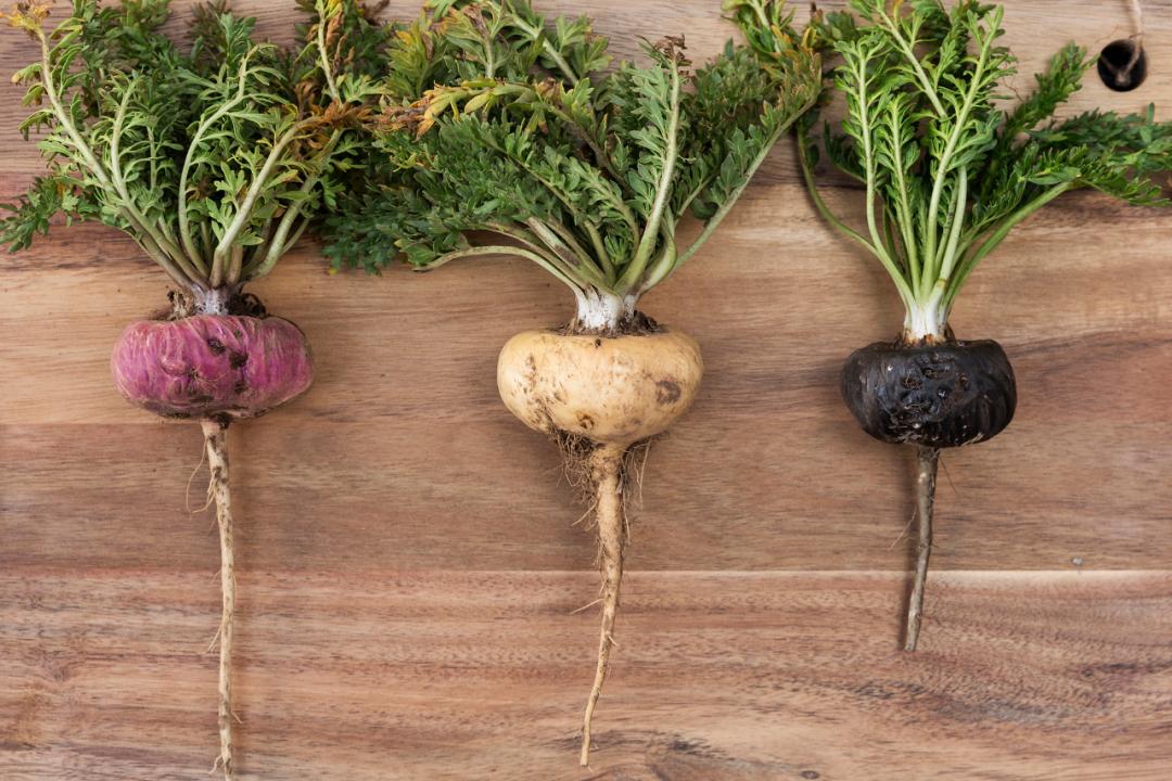 根类食物大全 (5种根菜类的食材)