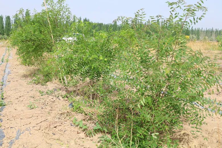 高台县文冠果,文冠果真的能致富吗