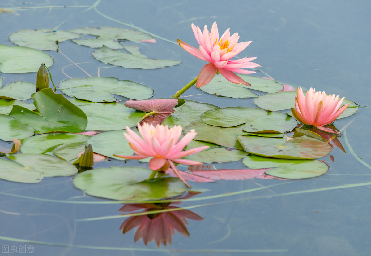 刘艳:莲花赋,散文|咏莲花,诗歌