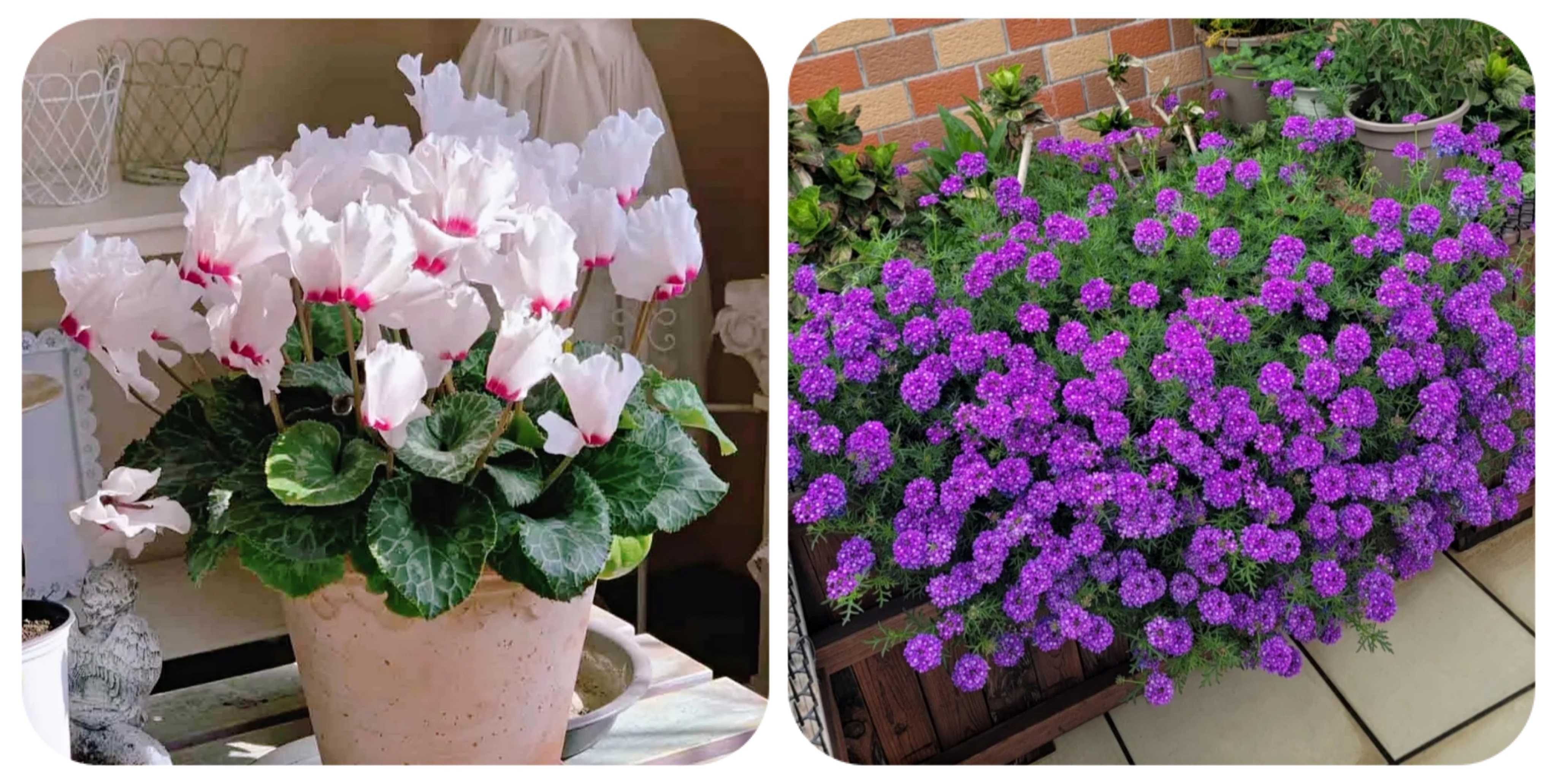 100种花能养在阳台上，50种开花的，40种绿植，10种蔬果