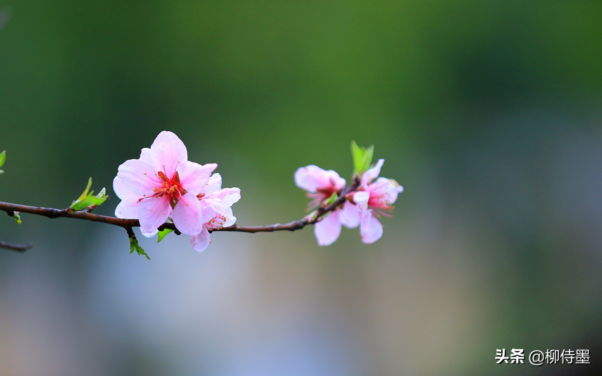 手机摄影照片细节拍摄技巧,手机摄影拍照的五大误区