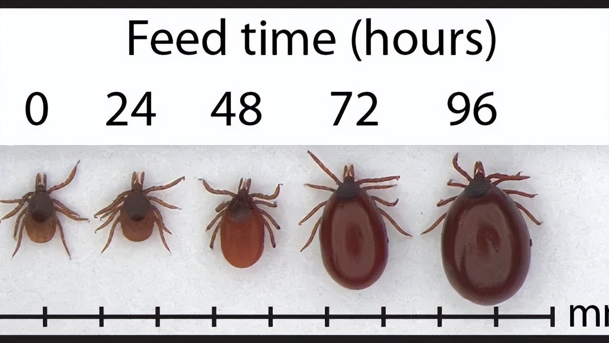 带娃出门游遇到蜱虫千万别乱拔,警惕这三种毒虫带娃出行必看