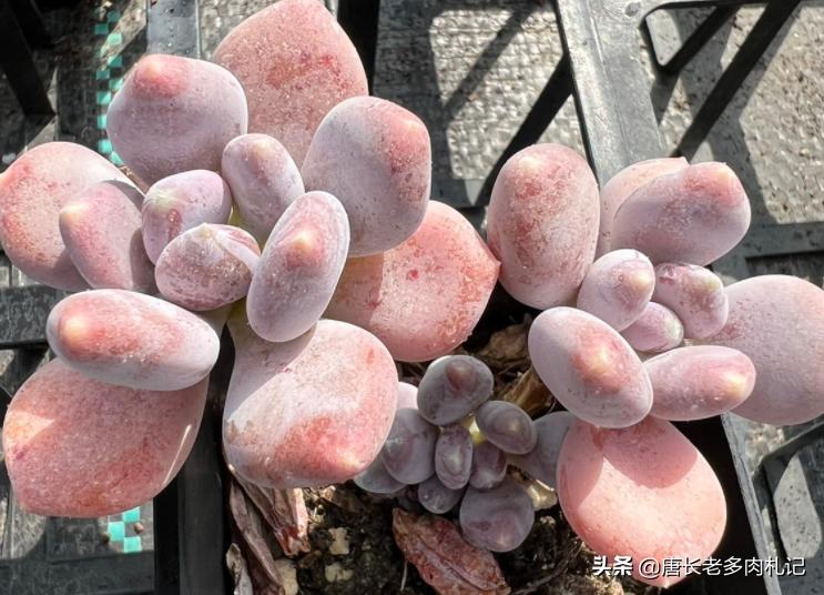 多肉稻田姬，之前常拿来冒充三日月美人，但一个明显特征出卖了它