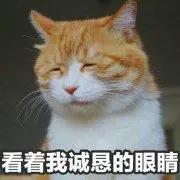 一生中见过最可爱最英俊的动物猫,看似温柔实则凶猛无比的猫科动物