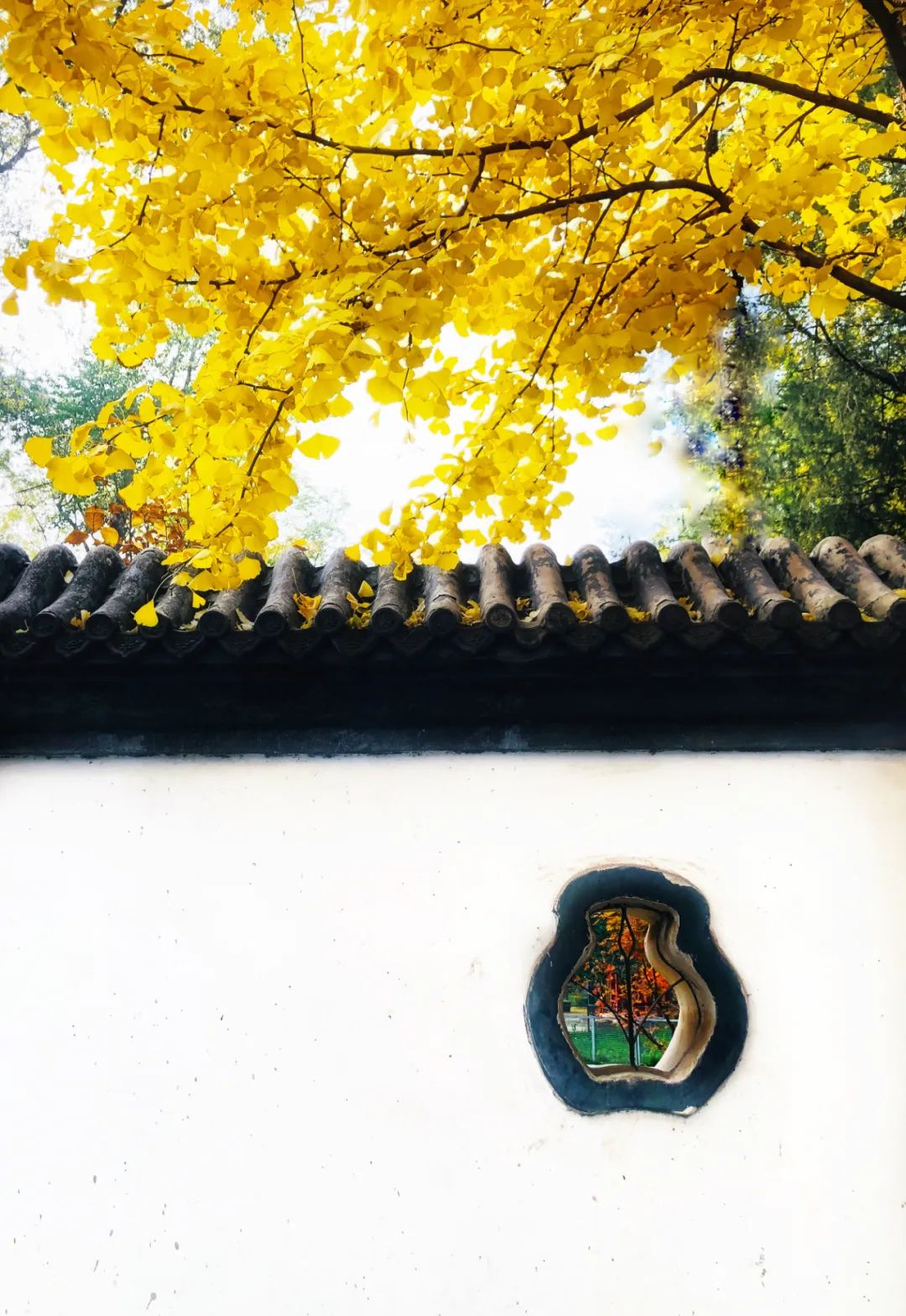 美丽的人民日报大院，我们温暖的家