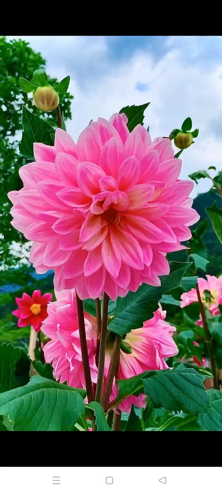 你的生日是哪种颜色的花,你的生日是几月对应什么花