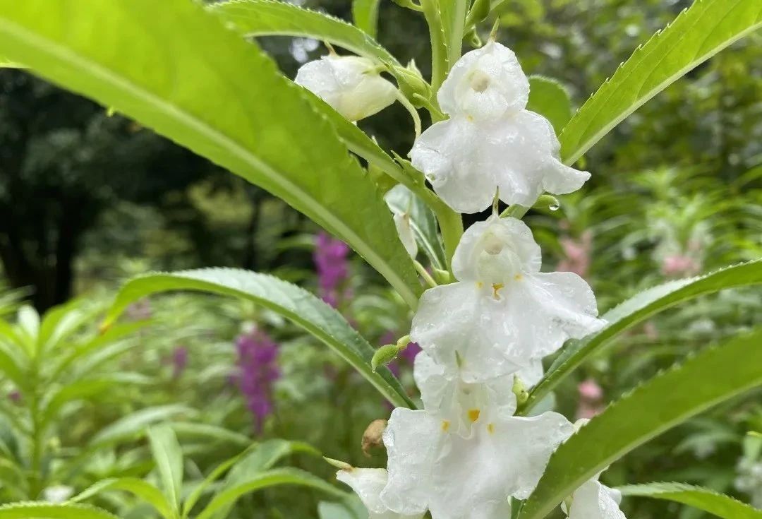 指甲花的图片和特征,干净耐看短指甲花