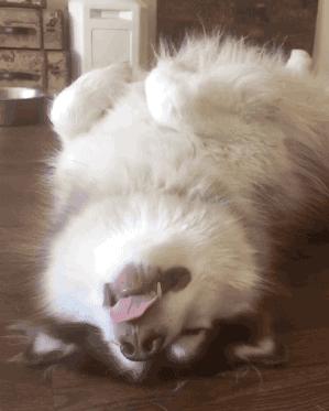 狗狗睡觉时抽搐是什么原因,为啥狗狗睡觉一直哼唧抖动