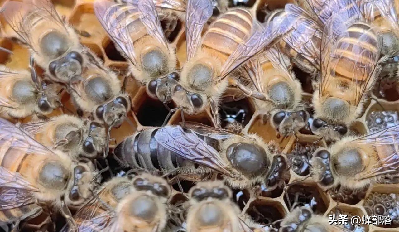 如何提高蜜蜂采蜜积极性,蜜蜂养殖技术全部视频播放