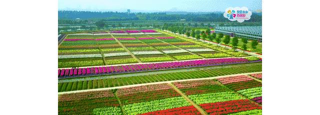 佛山广州两天两夜游玩攻略,佛山去南海湾森林公园