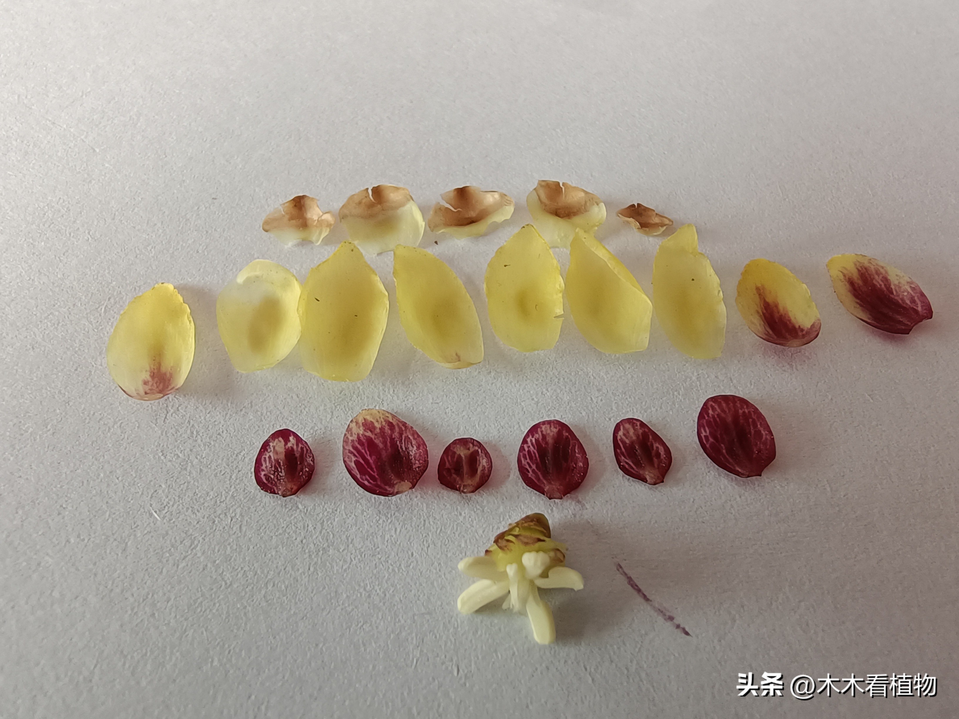 鑵婃鑺辩殑缁勮,鑵婃鑺辩殑缁勮杩囩▼