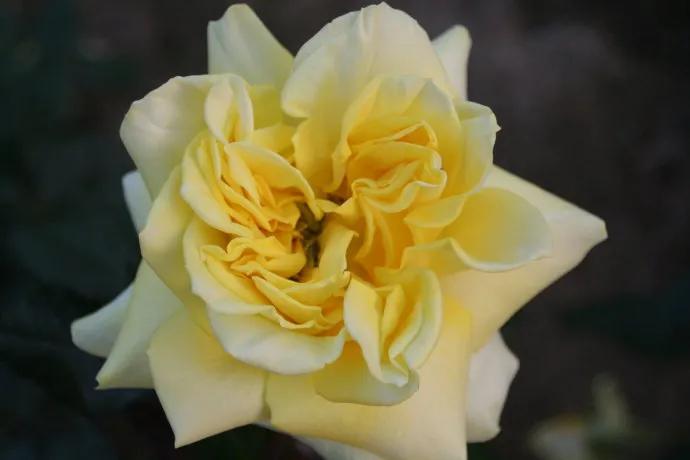 玫瑰花绝美头像,绝美玫瑰花图片